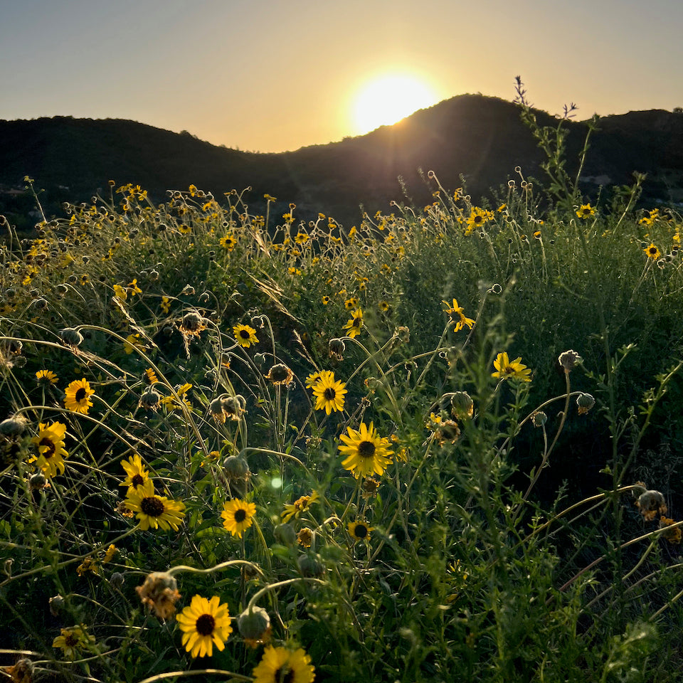 - Topanga Travel Guide - A Day in Nature